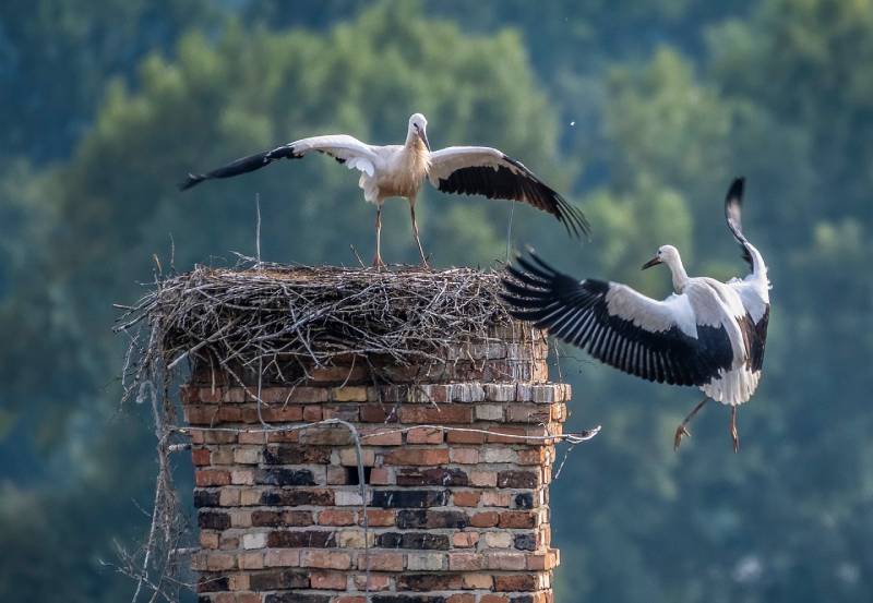 Professional Chimney Animal Removal Services in Brooklyn Park, Maryland