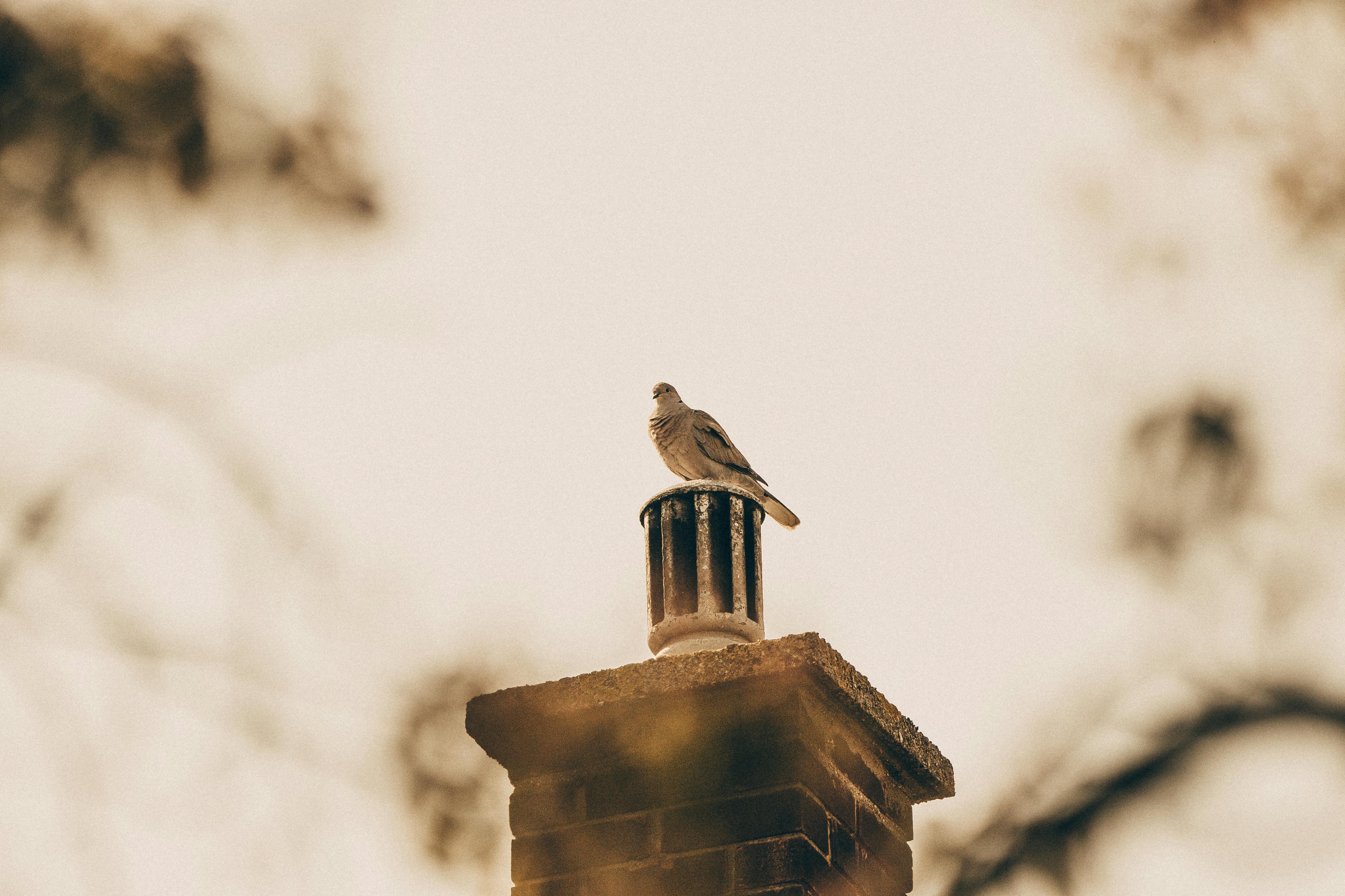 Expert Chimney Cap Installation in Brooklyn Park, Maryland